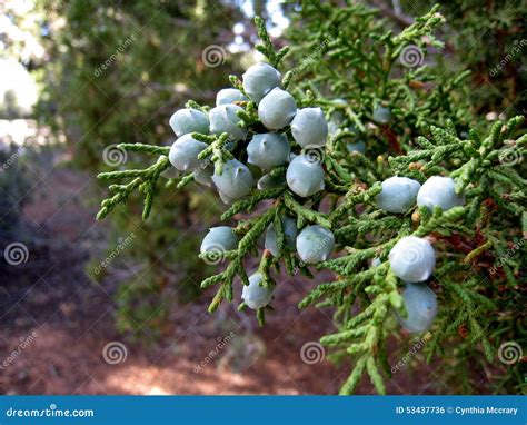 what are juniper berries similar to